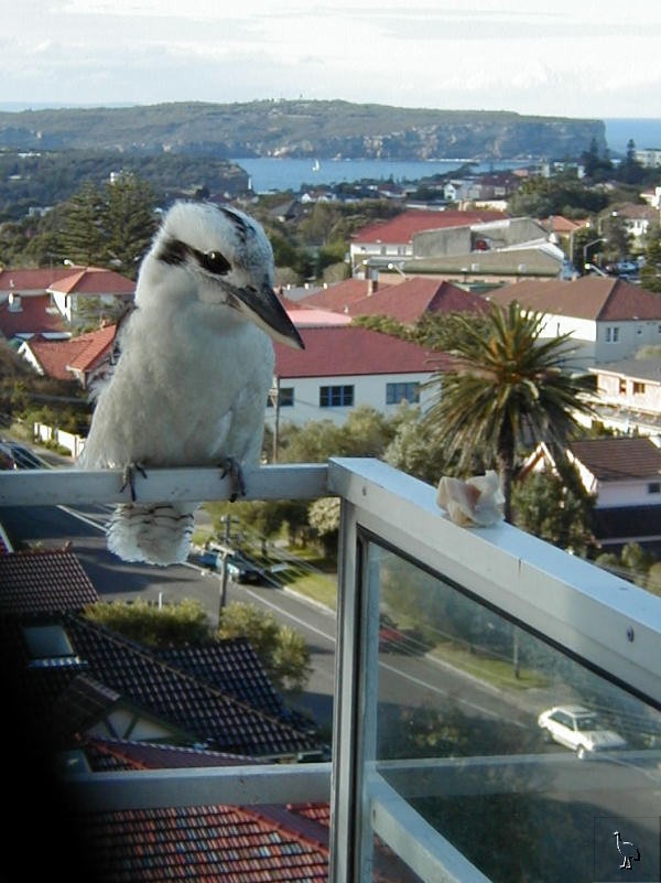 Kookaburra_vaucluse.jpg