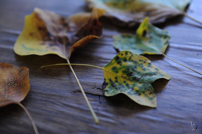 Leaves_Switzerland_D7C_5091.jpg