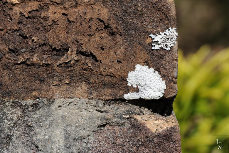 Lichen_billinudgel.jpg