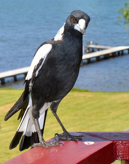 Magpies.jpg