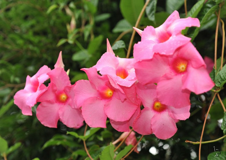 Mandevilla_D7C_7657_Billinudgel.jpg