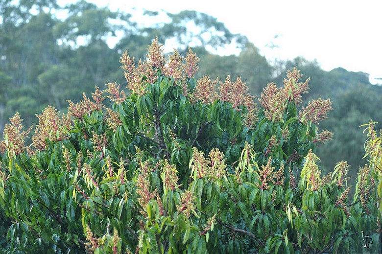 Mango_Flowers_D7C_1890.jpg