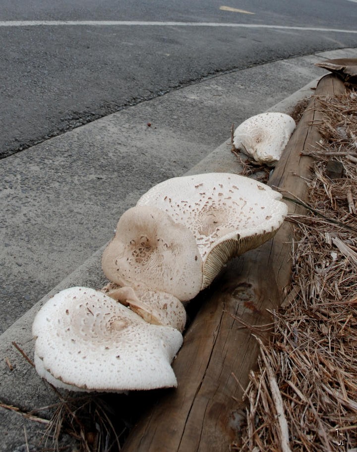 Mullum_Mushrooms_DSC_4606.jpg