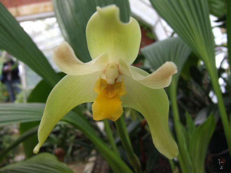 Orchid_DSCF1642.jpg Orchid_DSCF1642.jpg