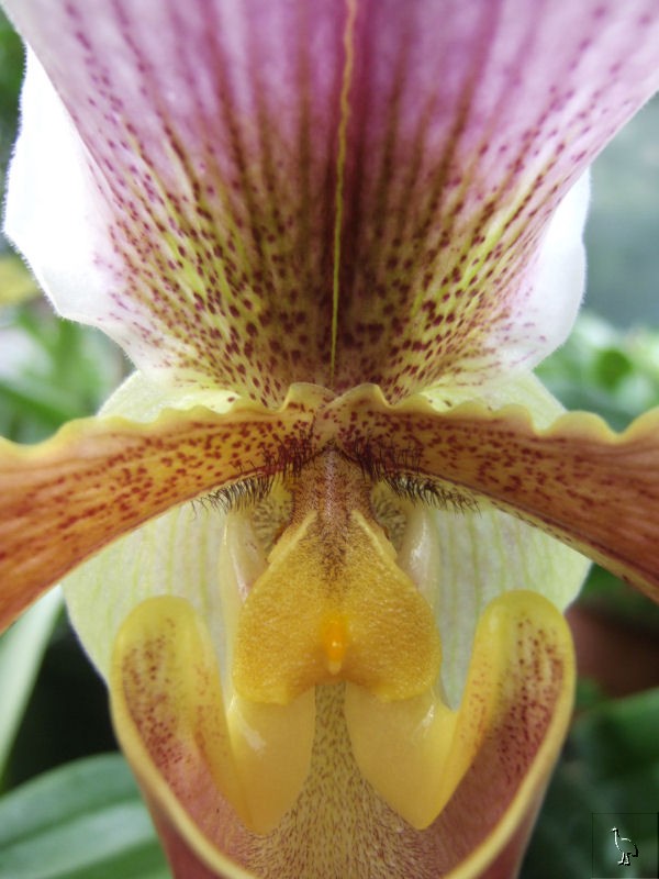 Orchid_DSCF1645.jpg Orchid_DSCF1645.jpg