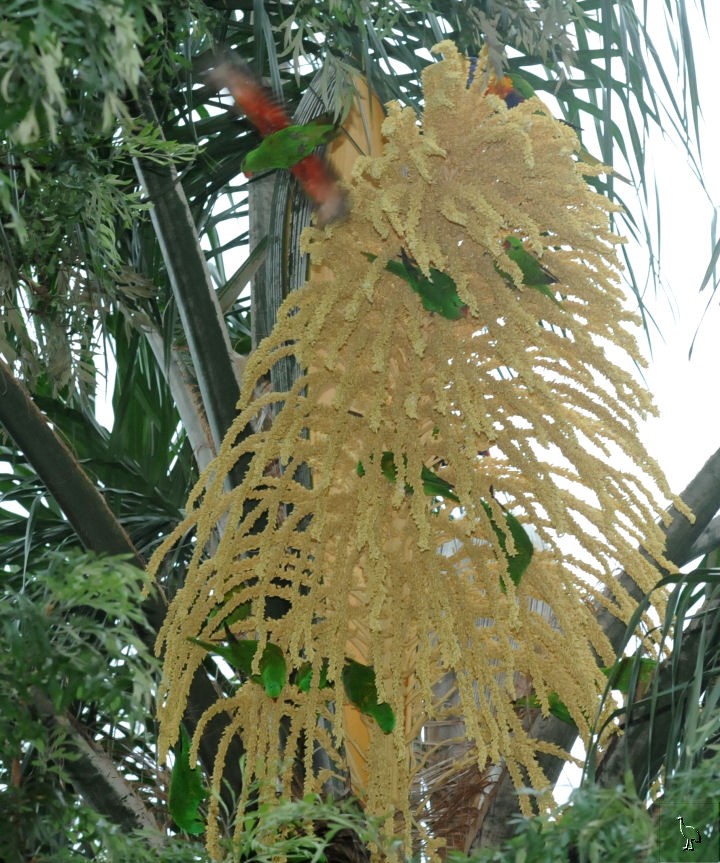 Parrots_DSC_0984_Parrots.jpg