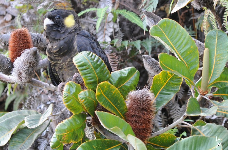 Parrots_DSC_1061_Calyptorhynchus_funereus.jpg Parrots_DSC_1061_Calyptorhynchus_funereus.jpg