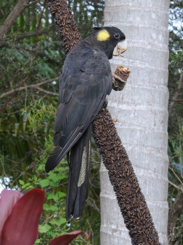 Parrots_DSC_1091_parrot.jpg