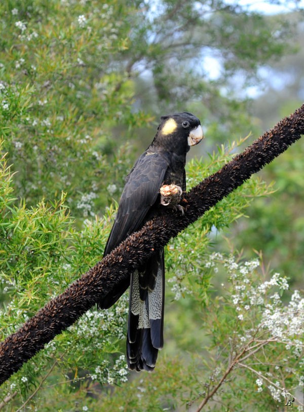 Parrots_DSC_1098_parrot.jpg