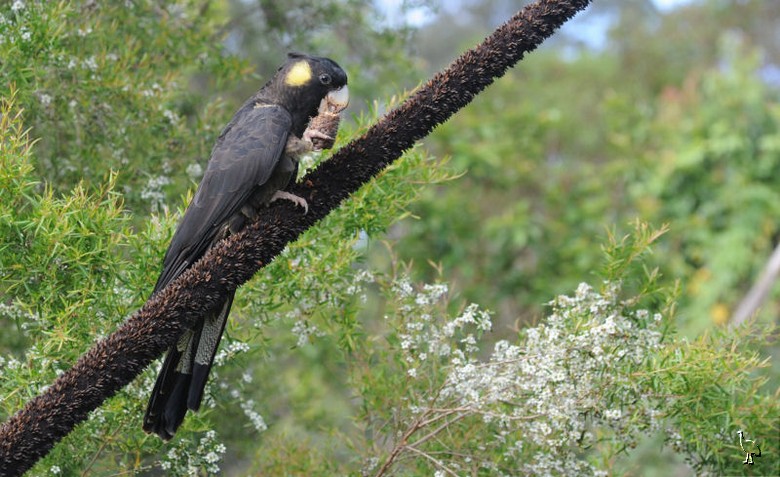 Parrots_DSC_1102_parrot.jpg