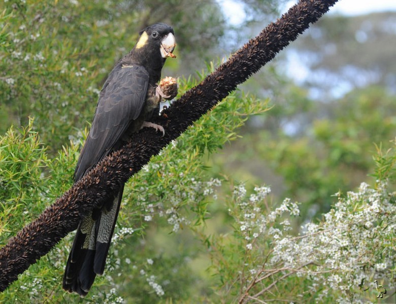 Parrots_DSC_1103_parrot.jpg