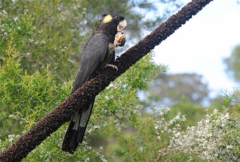 Parrots_DSC_1104_parrot.jpg