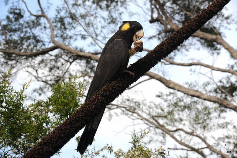 Parrots_DSC_1107_parrot.jpg