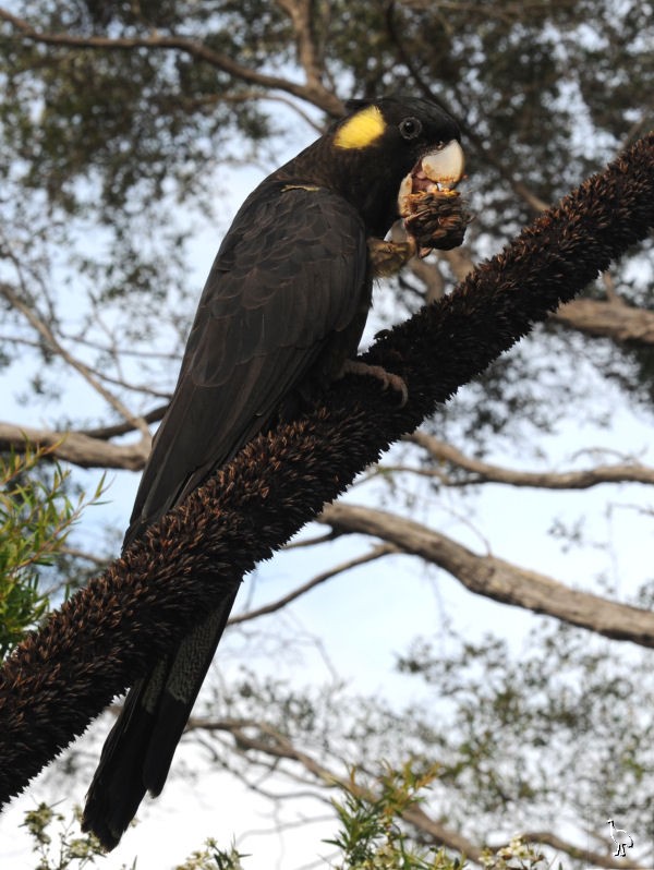 Parrots_DSC_1108_parrot.jpg