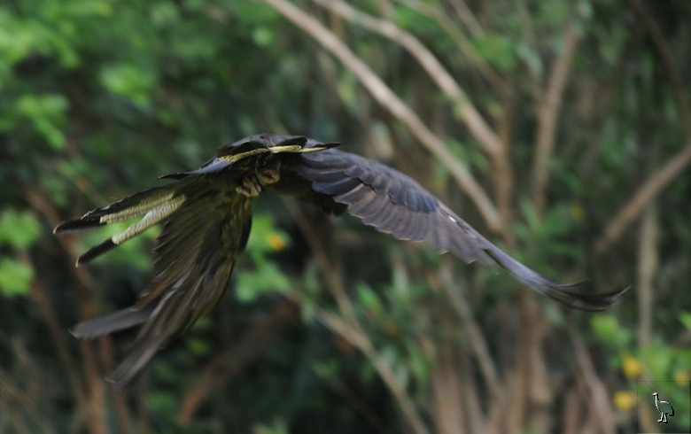 Parrots_DSC_1116_parrot.jpg