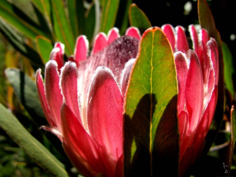 Protea_DSCF2042.jpg Protea_DSCF2042.jpg