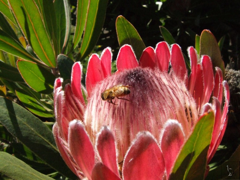 Protea_DSCF2043_bees.jpg Protea_DSCF2043_bees.jpg