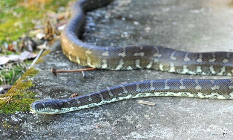 Python_D7C_1849.jpg
