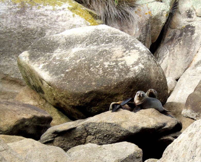 Seals_NZ_DSCF2141.jpg Seals_NZ_DSCF2141.jpg
