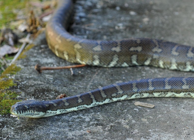 Snake_D7C_1849_Python.jpg