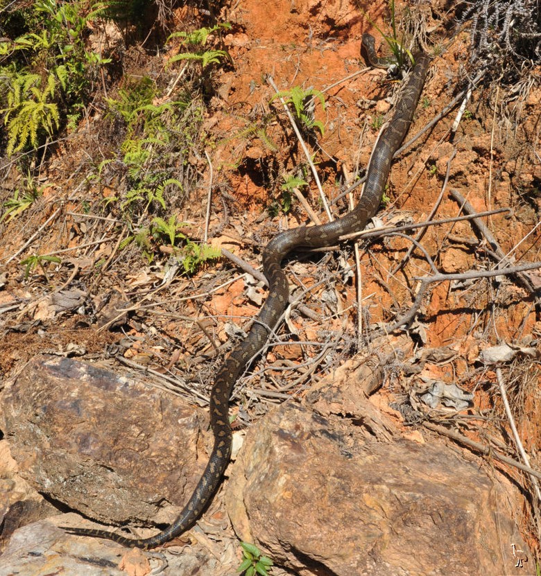 Snake_D7C_1867_Python.jpg