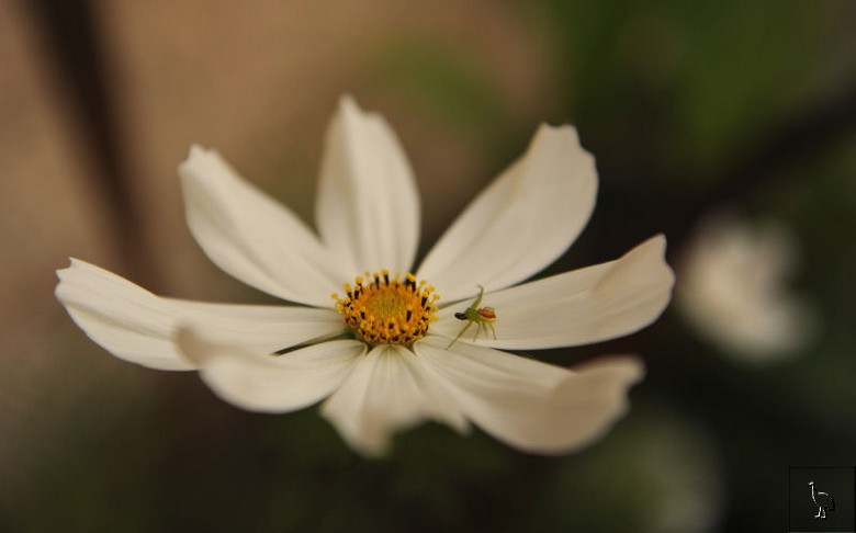 Spider_D7C_2908.jpg