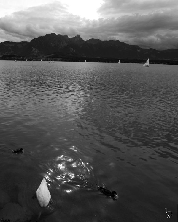 Swan_D7C_5436_Thun.jpg