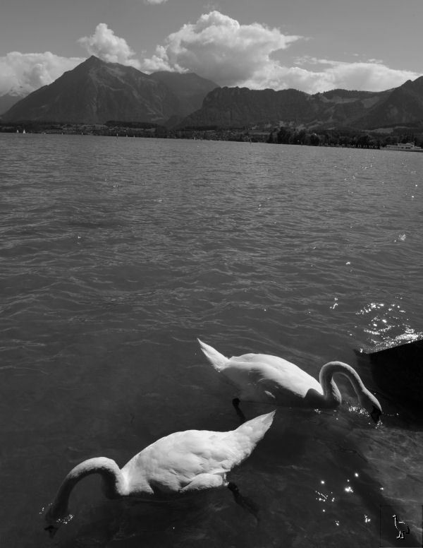Swans_Thun_D7C_5185.jpg