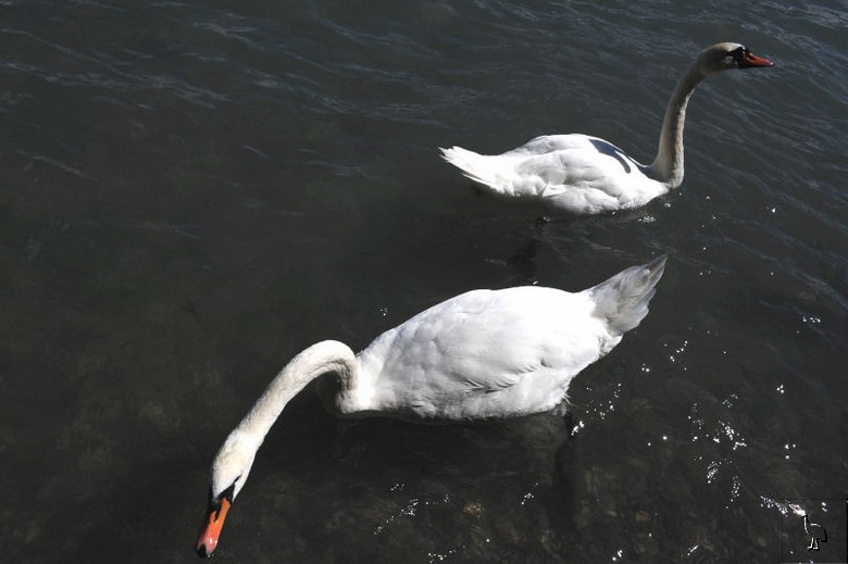 Swans_Thun_D7C_5187.jpg