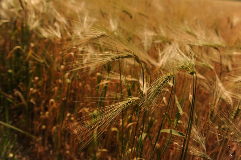 Wheat_D7C_2854.jpg