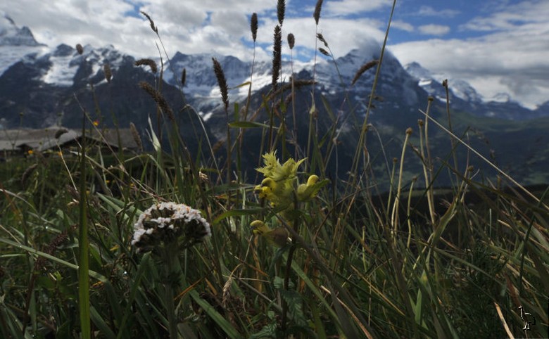 Wildflowers_D7C_5646_Grindenwald_First.jpg