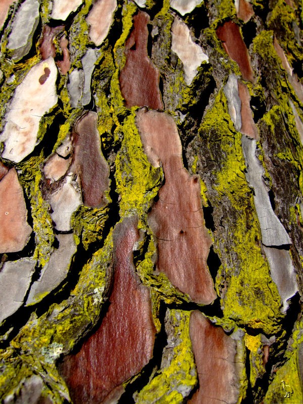 bark_pattern_DSCF2056.jpg