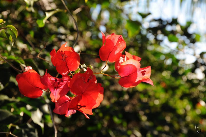 bougainvillea.jpg