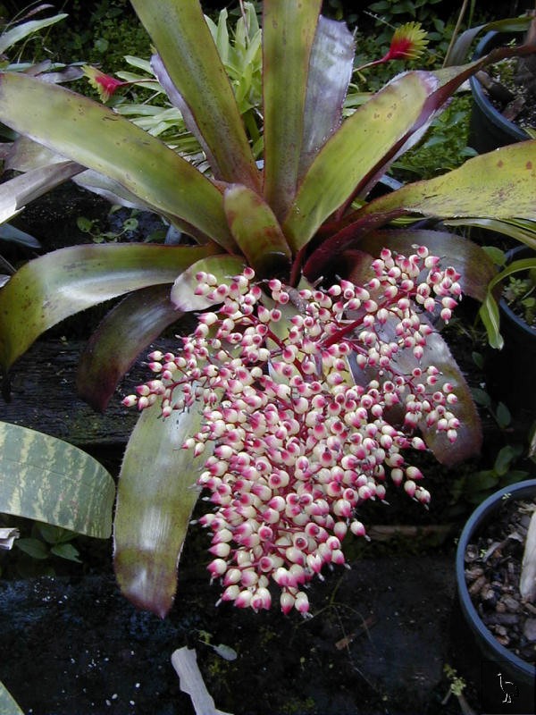 bromeliad_obiobi.jpg