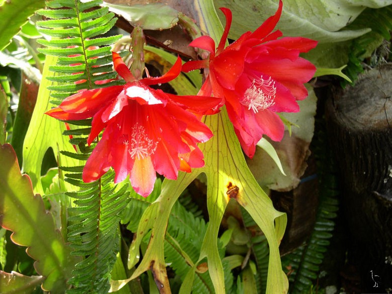 cactus_flowers_mullum.jpg