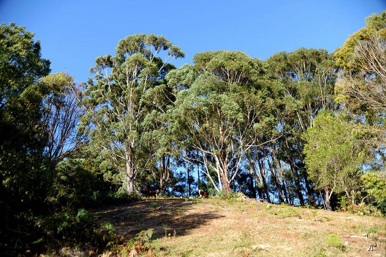 cows_gumtrees.jpg