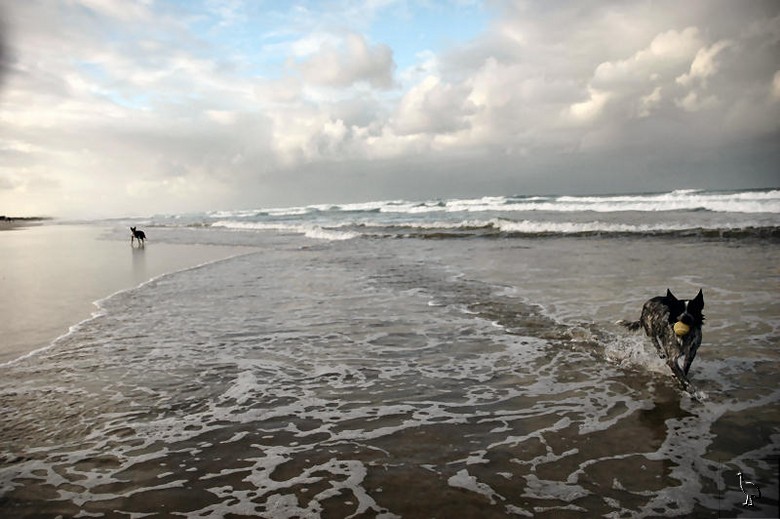 dog_beach_byron.jpg