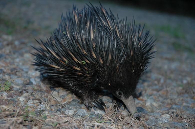 echidna.jpg