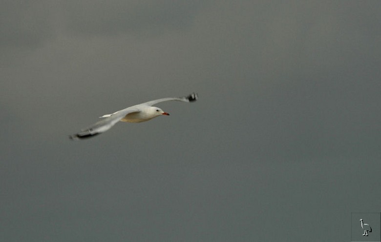 seagull_DSC_0161.jpg