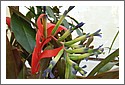 Flower Bud, New Zealand