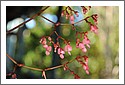 Giant_Begonia_Flower.jpg