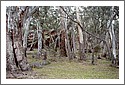 Gumtrees_P4220004_Wilpena_Pound.jpg