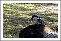 Kookaburra_P8240003.jpg