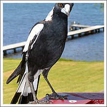 Magpies.jpg