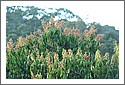 Mango_Flowers_D7C_1890.jpg