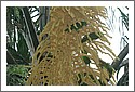 Parrots_DSC_0975_Parrots.jpg