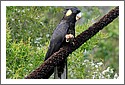 Parrots_DSC_1098_parrot.jpg