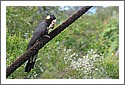 Parrots_DSC_1102_parrot.jpg