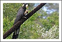 Parrots_DSC_1103_parrot.jpg