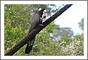 Parrots_DSC_1104_parrot.jpg